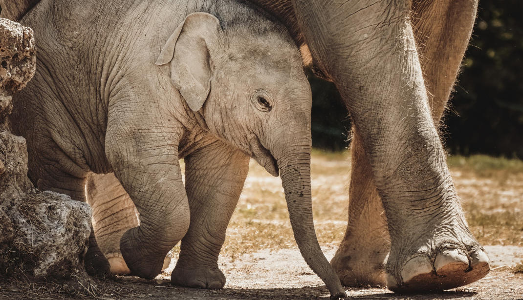 Inclusive Safari at Munich Zoo